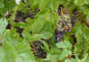 grapes.jpg (48125 bytes)