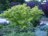 JapaneseMaple.jpg (83423 bytes)